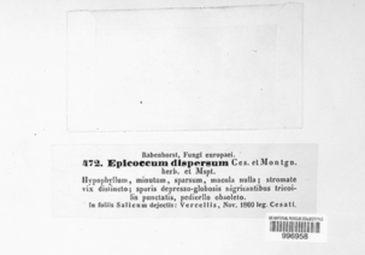 Epicoccum dispersum image